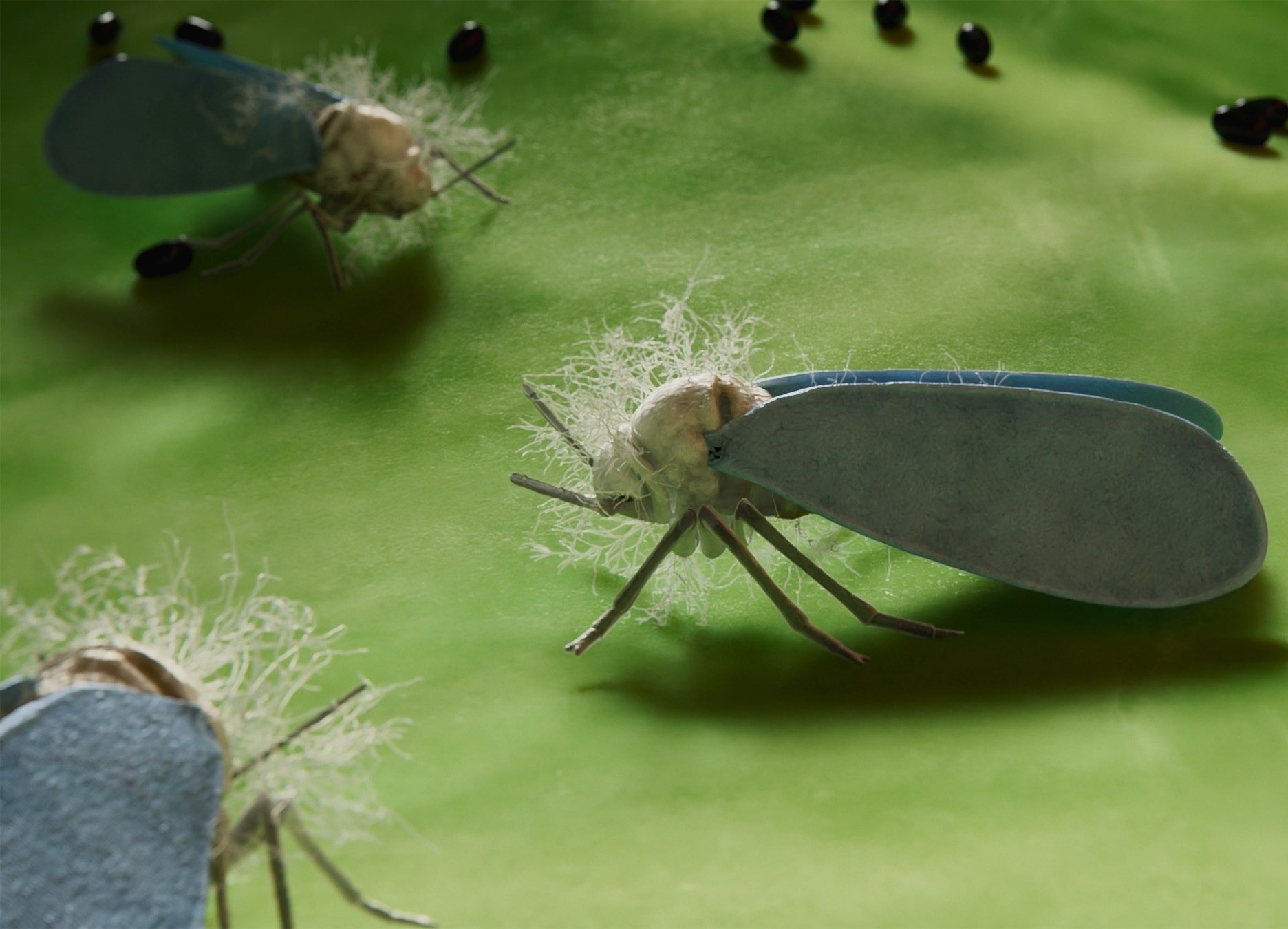 This image shows a 3d animated leaf with a whitefly with spores out of his head.jpg